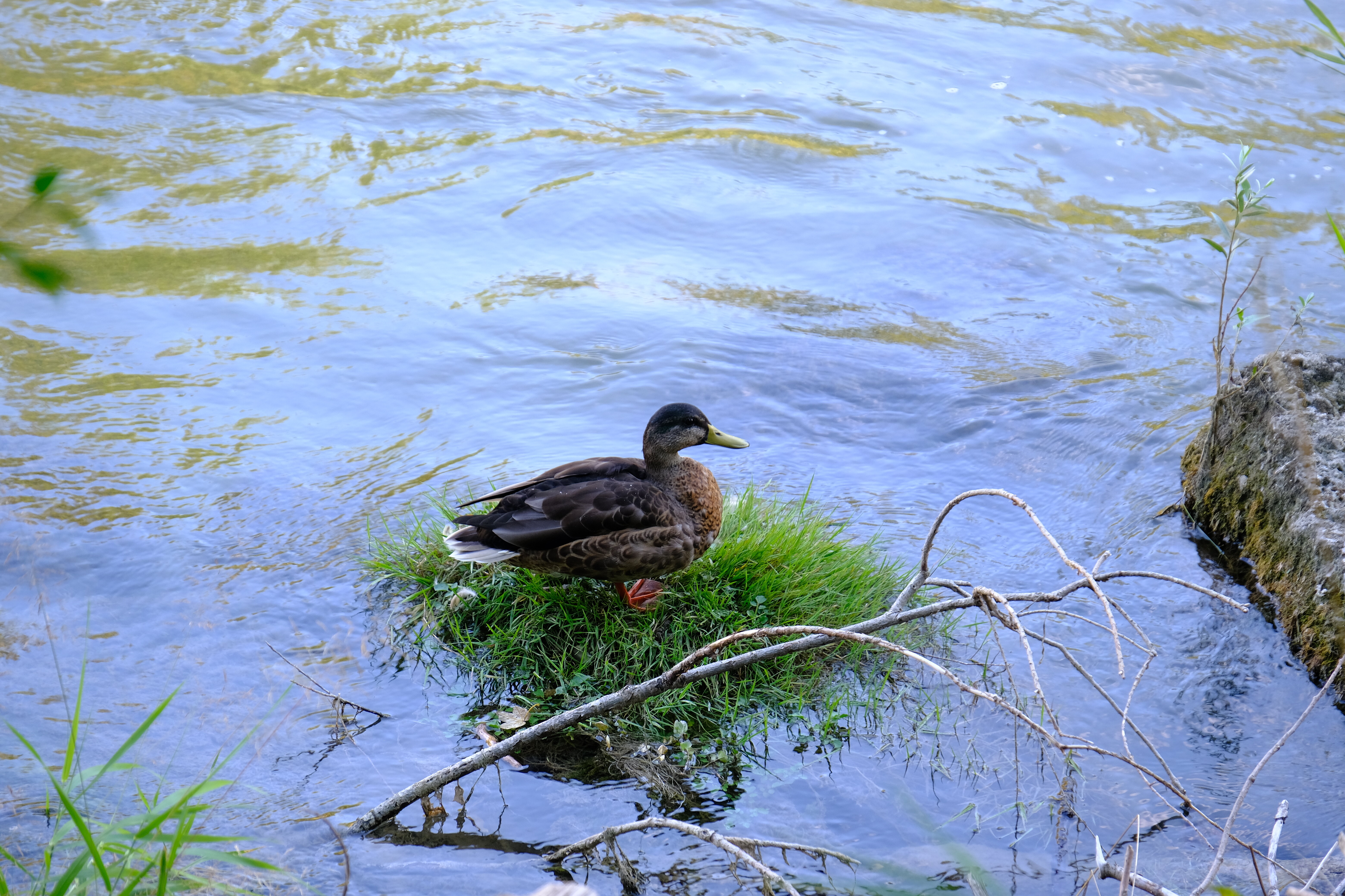 Streckenbild Alzauen-Ente auf Mini-Grasinsel