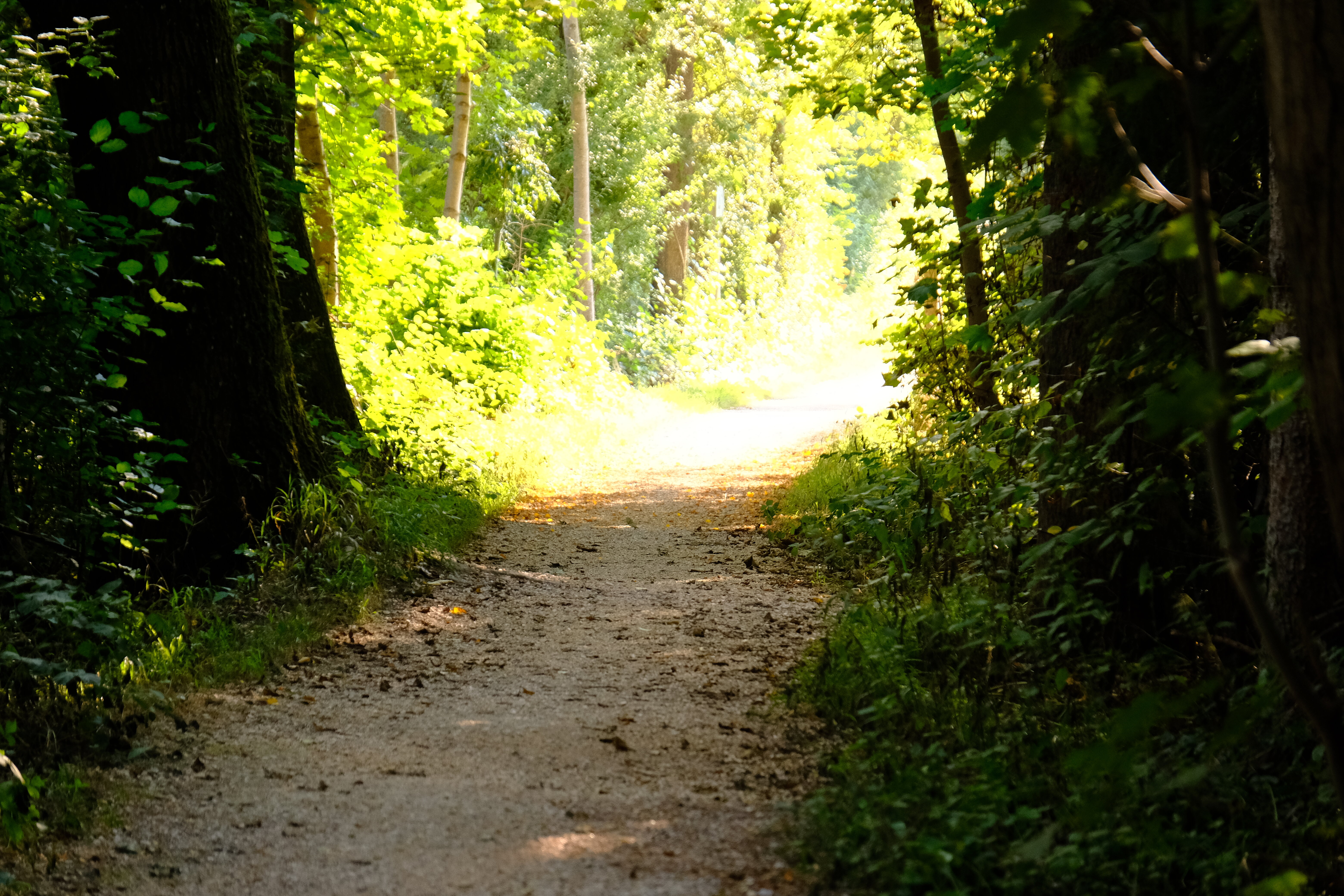 Streckenbild aus dem Wald